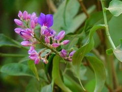 Dichorisandra hexandra