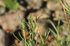 Oligomeris linifolia