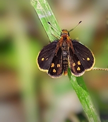 Taractrocera ceramas