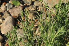 Oligomeris linifolia