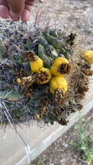 Ferocactus herrerae