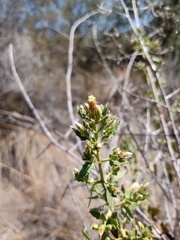 Austrobrickellia patens