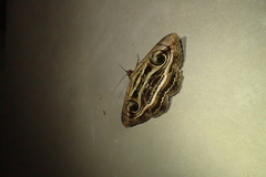 Spirama helicina