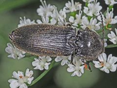 Hemicrepidius