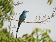Coracias abyssinicus