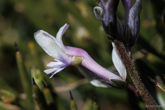 Polygala venulosa