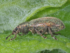 Polydrusus impar