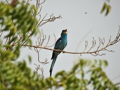 Coracias abyssinicus