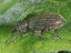 Polydrusus impar