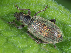 Polydrusus impar