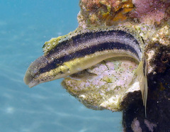 Petroscirtes breviceps