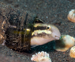Petroscirtes breviceps