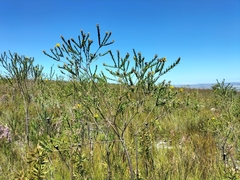 Liparia hirsuta
