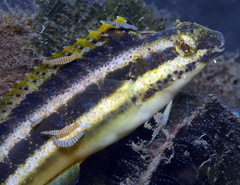 Petroscirtes breviceps