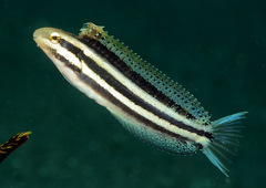 Petroscirtes breviceps
