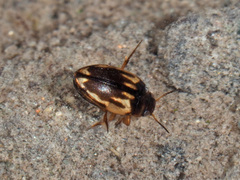 Hydroglyphus geminus