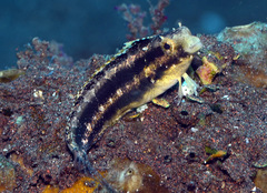 Petroscirtes variabilis