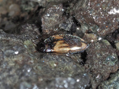 Hydroglyphus geminus