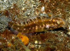 Petroscirtes variabilis