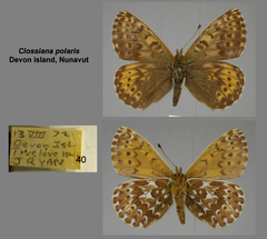 Boloria polaris