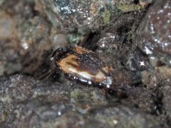 Hydroglyphus geminus