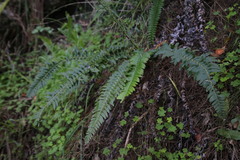 Blechnum punctulatum
