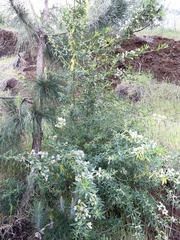 Chamaecytisus prolifer