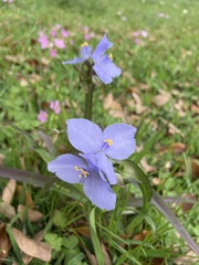 Tradescantia ohiensis