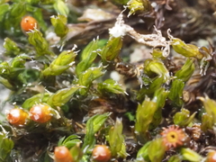 Schistidium apocarpum