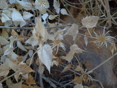 Brickellia atractyloides