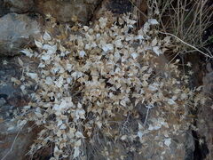 Brickellia atractyloides