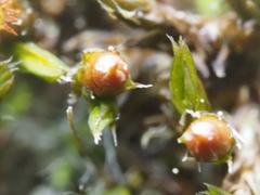 Schistidium apocarpum