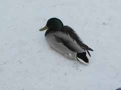 Anas platyrhynchos