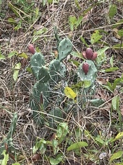 Opuntia austrina