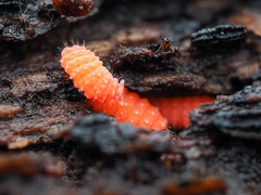 Bilobella braunerae
