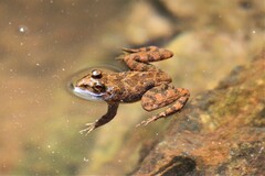 Euphlyctis cyanophlyctis