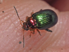 Crepidodera aurata