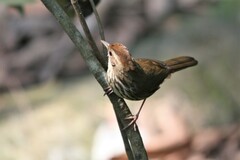 Pellorneum ruficeps