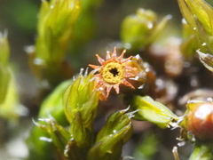 Schistidium apocarpum