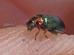Crepidodera aurata