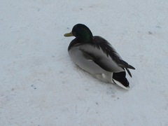 Anas platyrhynchos