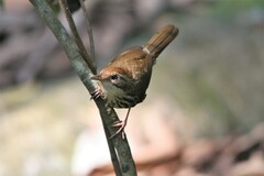 Pellorneum ruficeps