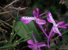 Orchis anatolica