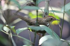 Pellorneum ruficeps