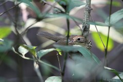 Pellorneum ruficeps
