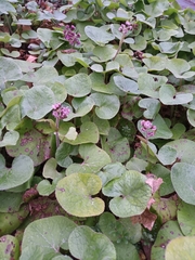 Petasites pyrenaicus