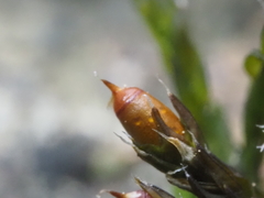 Schistidium apocarpum