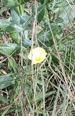 Argemone mexicana