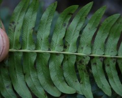 Blechnum punctulatum