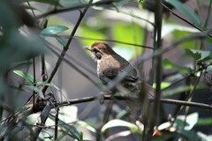 Pellorneum ruficeps